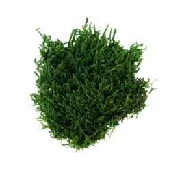 Muschio Verde 50 gr-MyVillage Outlet