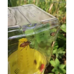 Trappola per Cimice Asiatica CYMATRAP GARDEN-InVerde New