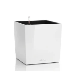 Vaso Cube 50 Set Completo-Lechuza Hot