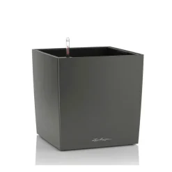 Vaso Cube 50 Set Completo-Lechuza Hot