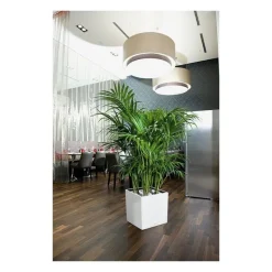 Vaso Cube 50 Set Completo-Lechuza Hot