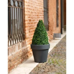 Vaso Standard One-Teraplast Clearance